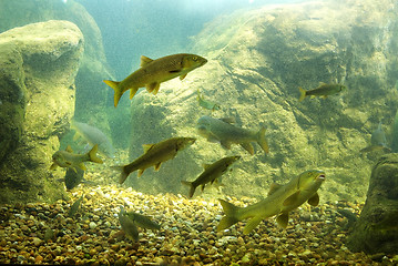 Image showing River fishes living in Aquarium 