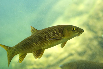 Image showing River fishes living in Aquarium 