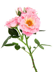 Image showing Rose Flower Beauty