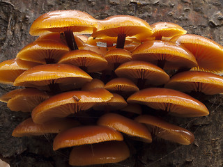 Image showing Golde needle mushroom