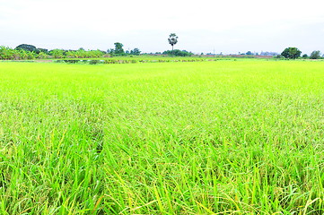 Image showing paddy rice field