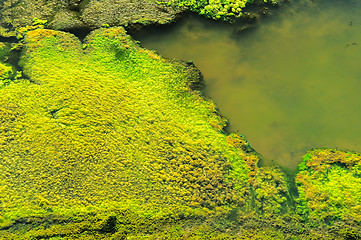 Image showing Green Moss