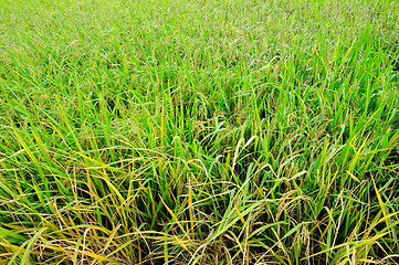 Image showing paddy rice field