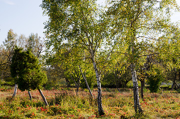 Image showing Two birches