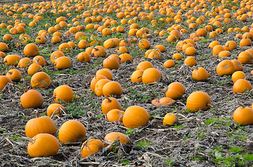 Image showing Pumpkins