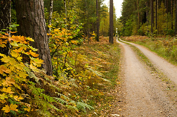 Image showing Country road