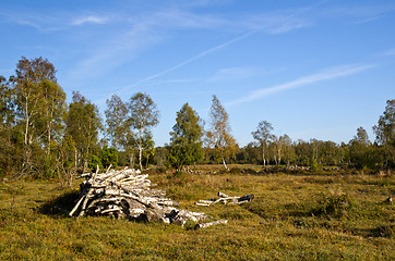 Image showing Firewood