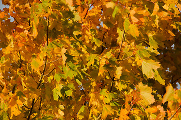 Image showing Autumn background