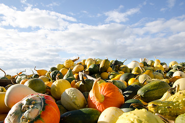 Image showing Pumpkins