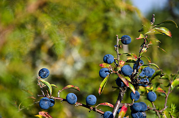 Image showing Blackthorn