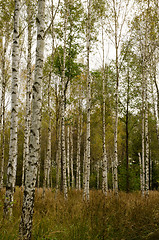 Image showing Birches