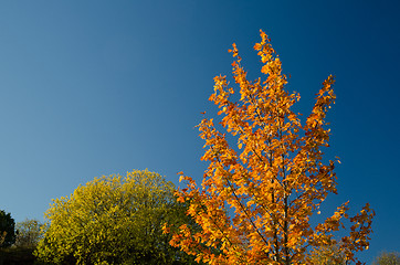 Image showing Blue sky