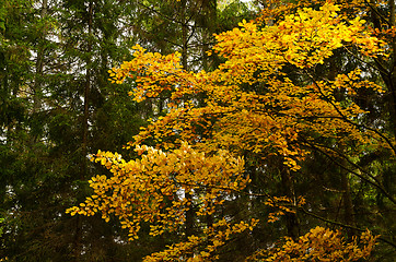 Image showing Beech in forest