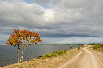 Image showing Golden tree