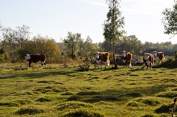 Image showing Cattle