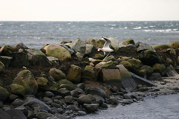 Image showing coastline