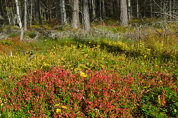 Image showing Lingonberry sprigs
