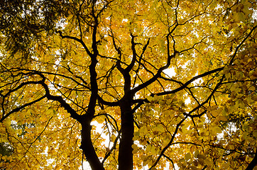 Image showing Beech in autumn