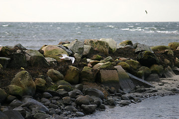 Image showing coastline