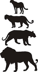 Image showing Predators, carnivorous big cats