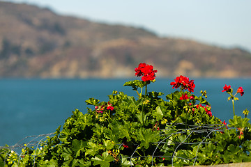 Image showing Geranium Flowers