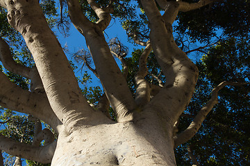 Image showing Tree branches reaching for the sky