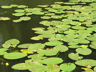 Image showing Water lilies