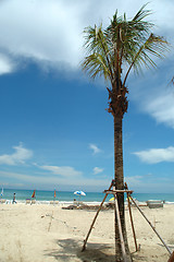 Image showing Beach and palmtree