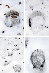 Image showing bear tracks in snow