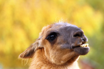 Image showing funny llama