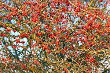 Image showing hawthorn berries in winter