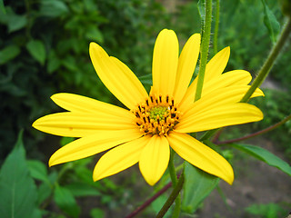 Image showing nice yellow flower of chamomile