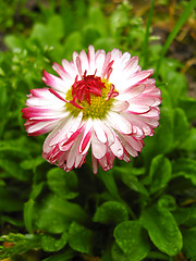 Image showing Beautiful pink flower of a daisy