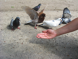 Image showing The hand feeding the pigeons