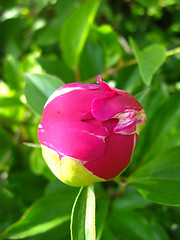 Image showing Not dismissed bud of a peony