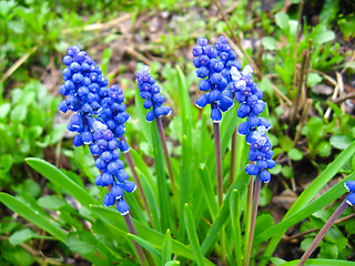 Image showing Some beautiful blue flowers of muscari