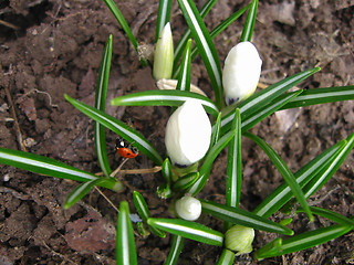 Image showing Some blossoming crocuses and little ladybird