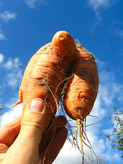 Image showing unusual orange carrot in the hand