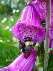 Image showing Bumblebee in a flower of lilac bluebell