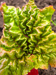 Image showing Young sprout of a rhubard in the spring