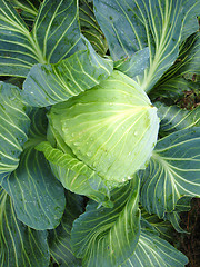 Image showing Big head of green cabbage