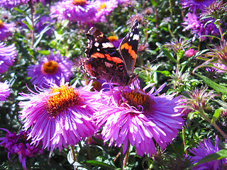 Image showing graceful butterfly of vanessa atalanta