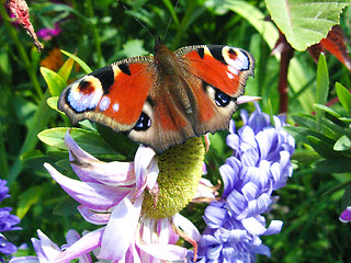 Image showing graceful butterfly of peacock eye on the aster