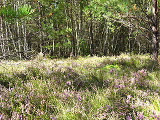 Image showing green forest with grass and trees