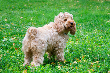 Image showing Dog