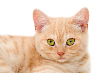 Image showing Red kitten