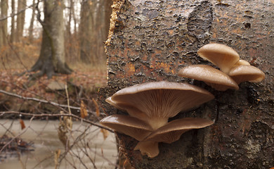 Image showing Oyster mushrooms