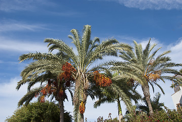 Image showing Date Palm Trees