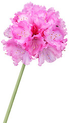 Image showing Exotic Pink Flower