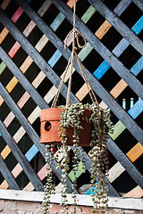 Image showing Plant in handmade hanging basket with natural fiber rope 